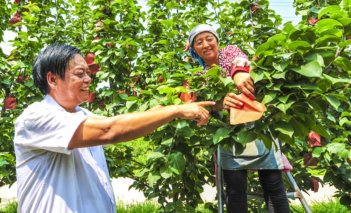 河北文安:果树种植能手带领村民同走致富路