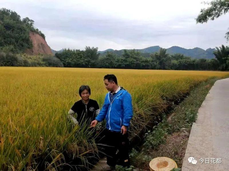 种水稻,帮跑腿…这位第一书记很暖!