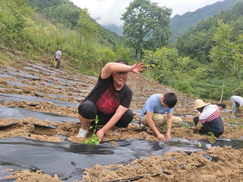 2018年7月11日在梨树河村产业基地栽种辣椒