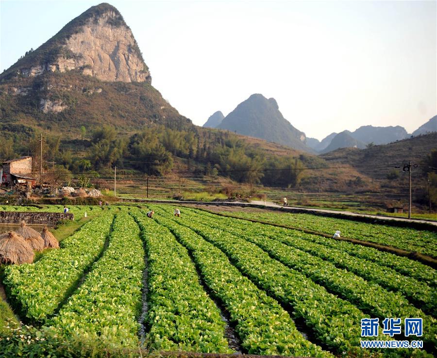 这是广西河池市六圩镇返乡农民工种植的百亩蔬菜田(2009年2月24日摄