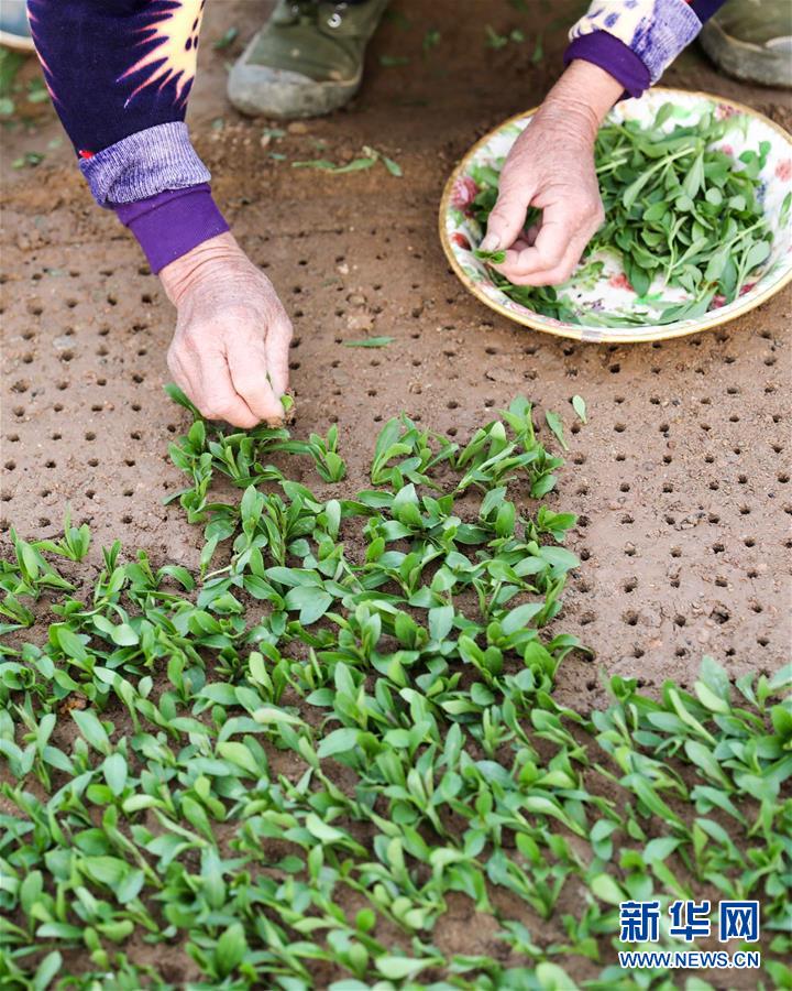 3月11日,在明光市管店镇甜叶菊育苗扶贫基地,农户在扦插甜叶菊苗.