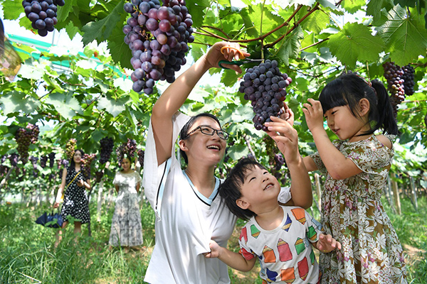 江西南昌:葡萄喜丰收