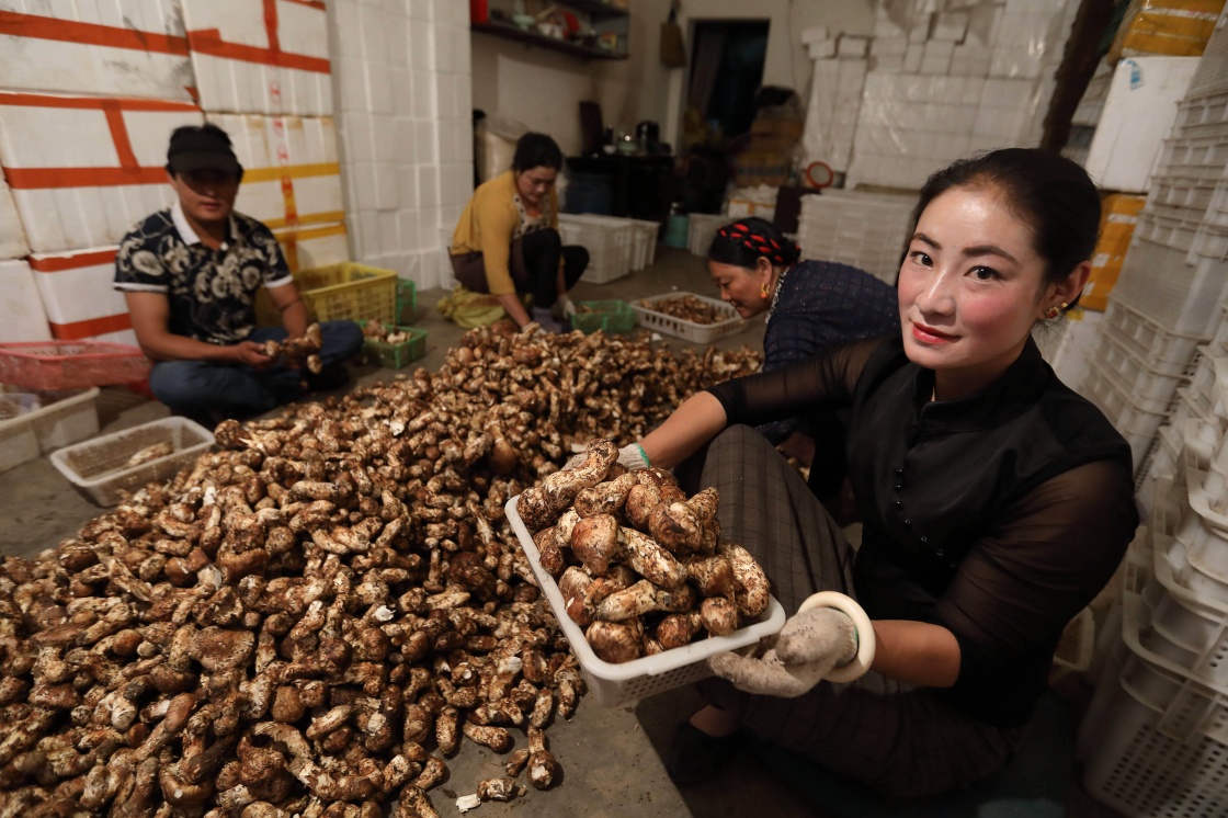 又是松茸丰收季