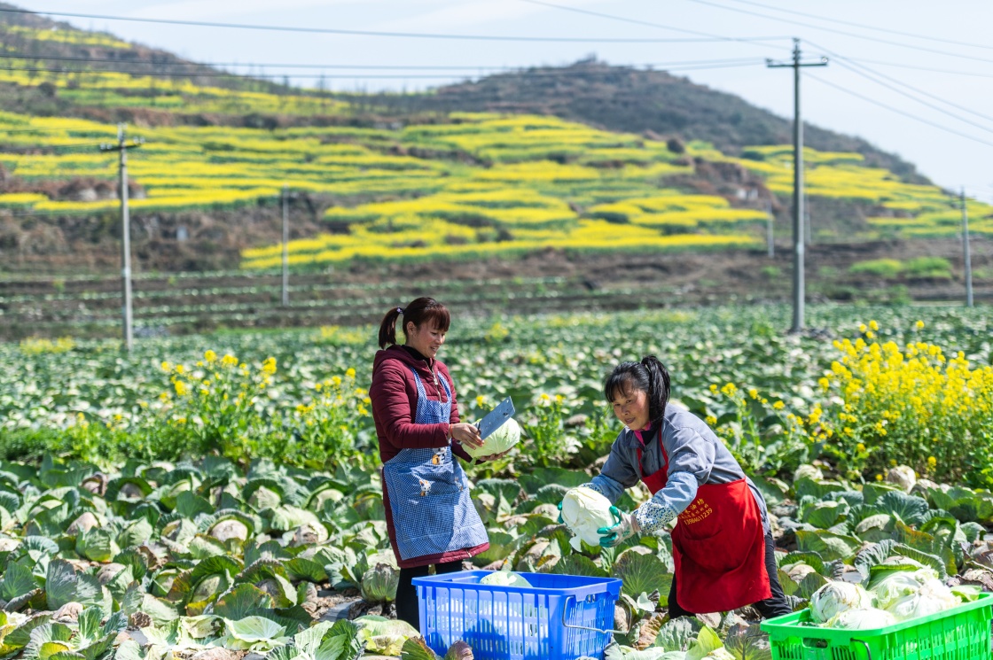 2月28日,農戶在六盤水六枝特區郎岱鎮採摘捲心菜.