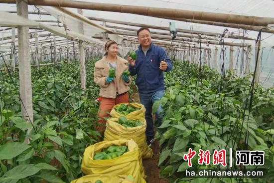 何艳军和大棚蔬菜种植户在直播平台上宣传自家菜椒。