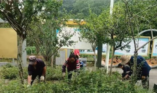 雨城区上里镇建新村村民清除绿化带杂草