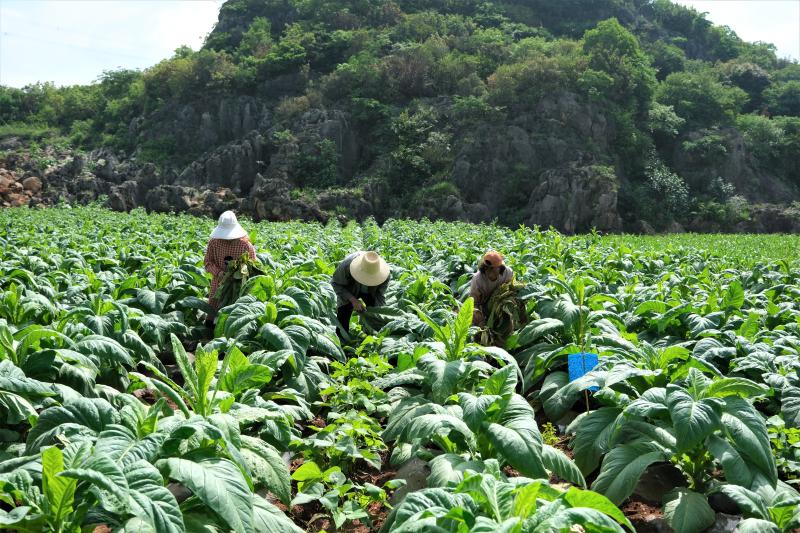 最好的烟叶在哪里 W020240809828937929232.jpg