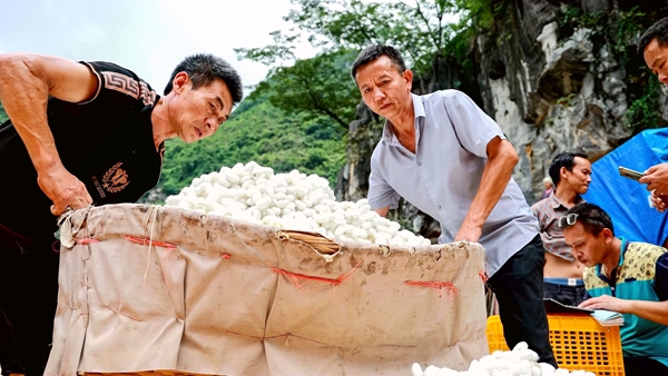 村民正在给蚕茧称重售卖.jpg