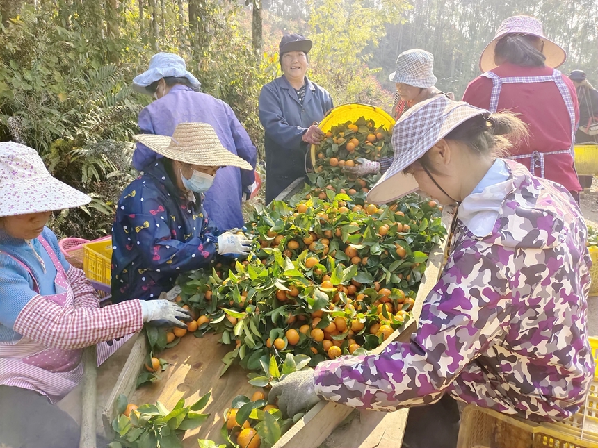 广西桂平：砂糖橘喜获丰收