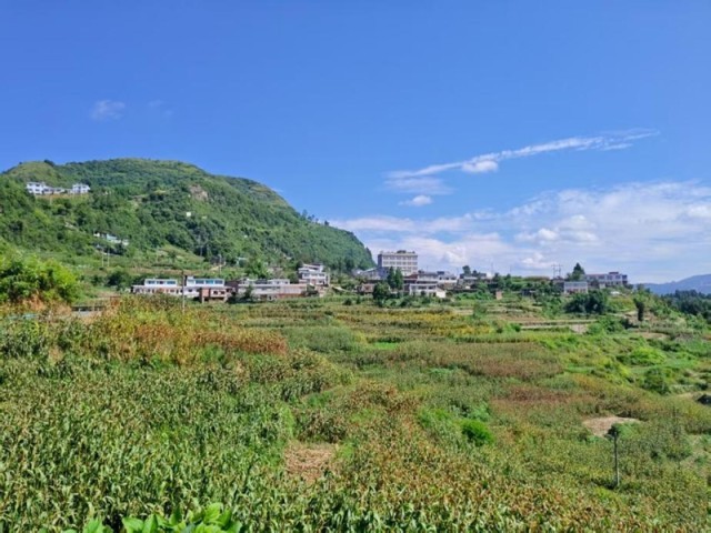 习酒镇石林村红粱种植地与村落相映成景。习水融媒体中心供图