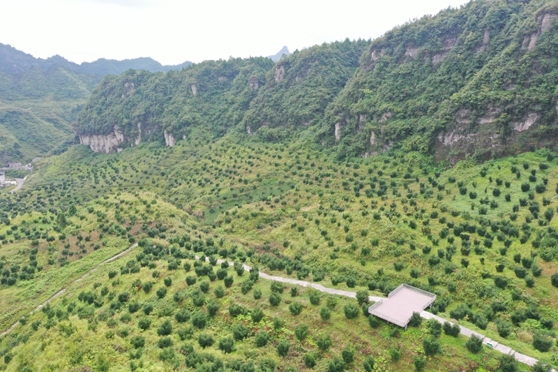 务川自治县石朝乡大漆村的香榧种植基地 邹洪丽 摄.jpg