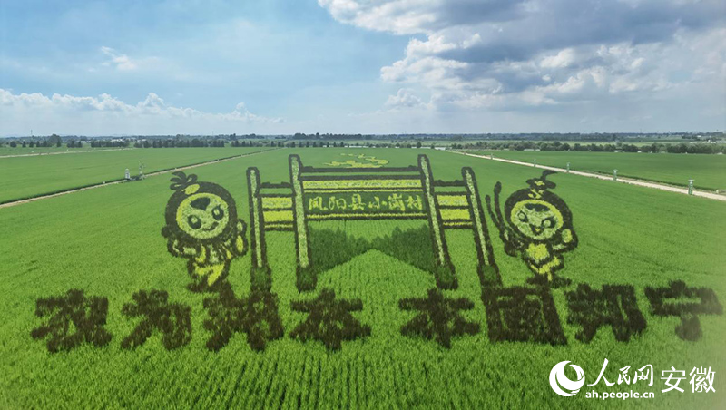 俯瞰小岗村的高标准农田。人民网记者 周坤摄