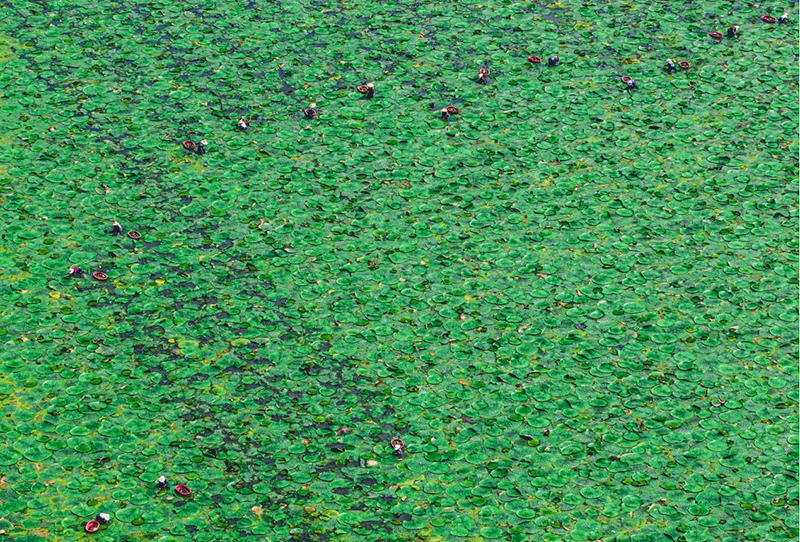俯瞰琅琊区种植的芡实。琅琊区委宣传部供图