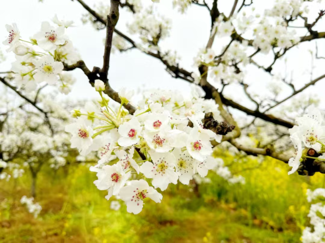 漫山梨花。简阳市融媒体中心供图