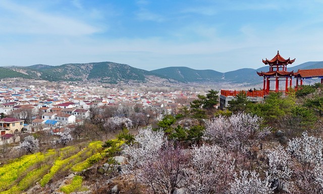 杜集区杏花绽放枝头。刘棋摄