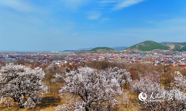 杏花绽放枝头，给山村增添了一抹亮丽的色彩。人民网记者 吕欢欢摄