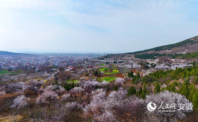 杜集区矿山集街道南山村和北山村，杏花绽放枝头。人民网记者 吕欢欢摄