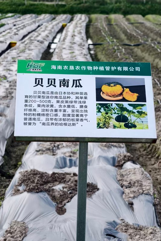贝贝南瓜试验基地。田景元摄